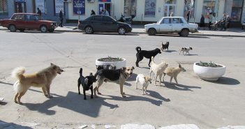 Собака бывает кусачей!