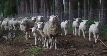 На Одещині у фермера вкрали цілу отару овець