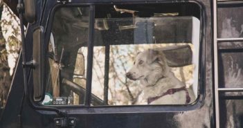 На мосту в центре Одессы припарковался мимишный автохам. Фотофакт