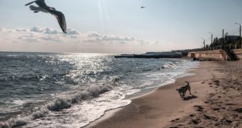 Очень теплый ноябрь: в Одесской области барсуки не залегают в спячку, а фермеры рискуют остаться без урожая озимых