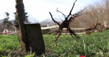 В Одесской области готовятся высадить 10 тысяч деревьев за 1 день