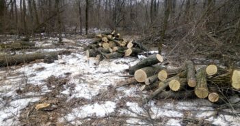 Балтські поліцейські викрили осіб, які незаконно вирубували ліс