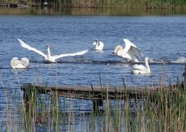 Річка Кодима — царина лебедів (фоторепортаж)