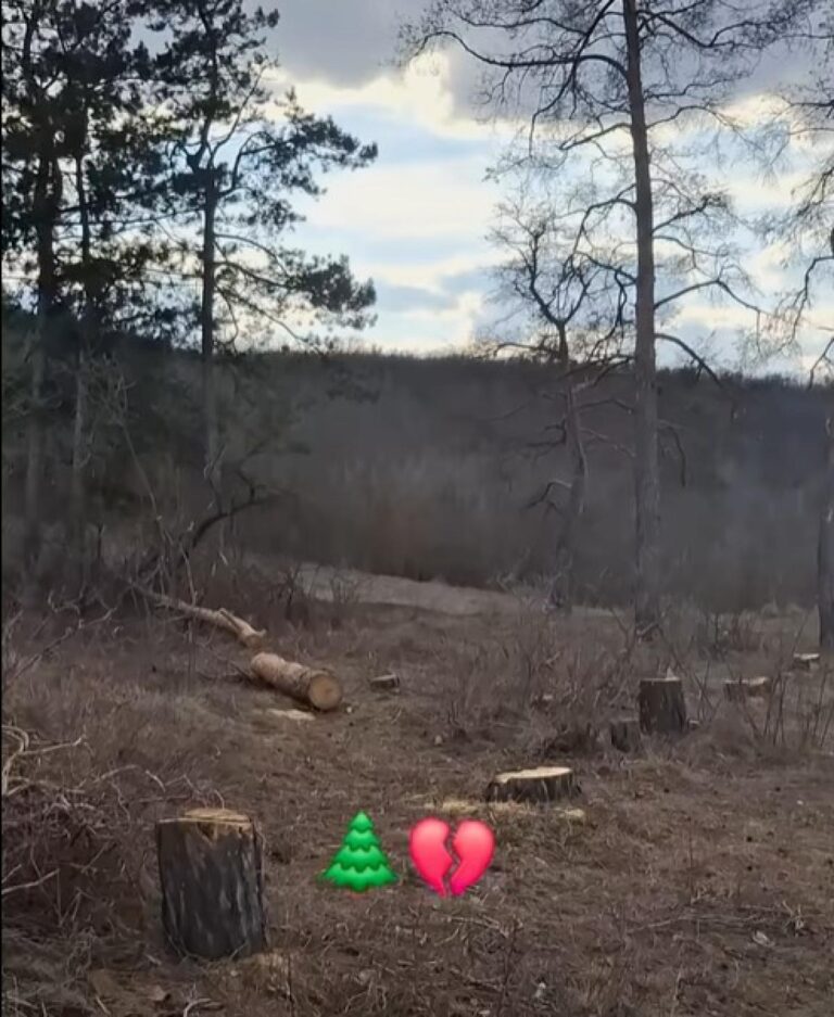 У Піщаній невідомі порізали дерева на мальовничій горі